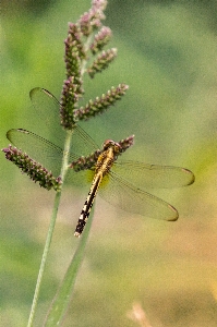 Anlage blume natur flora Foto