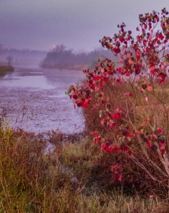 Sunrise trees fog canon xc10 Photo