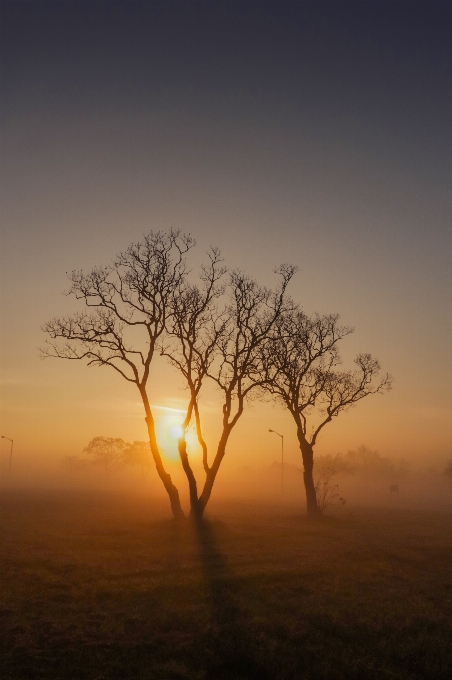 Lever du soleil des arbres brouillard canon xc10
