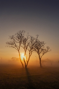 Sunrise trees fog canon xc10 Photo