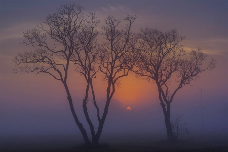 Sunrise trees fog canon xc10 Photo