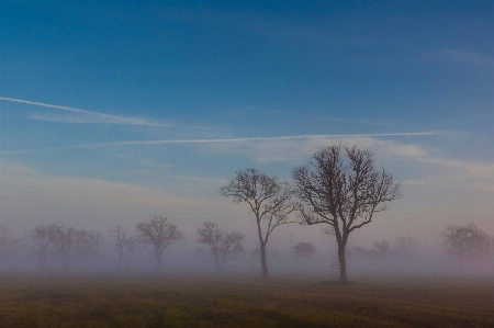 Sunrise trees fog canon xc10 Photo