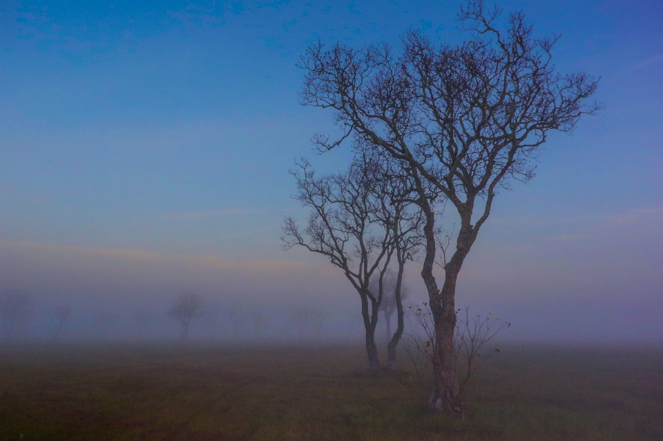 Amanecer árboles niebla canon xc10
