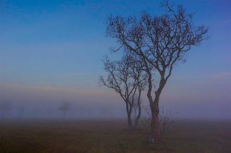 Sunrise trees fog canon xc10 Photo