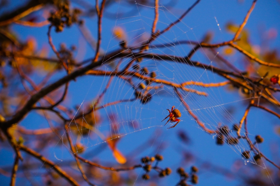 Sonnenaufgang baum spinne spinnennetz
