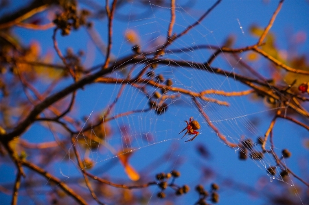 Sunrise tree spider spiderweb Photo