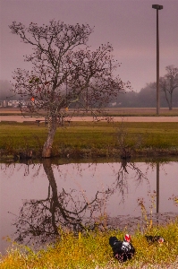 Sunrise trees fog canon xc10 Photo