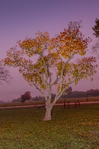 Foto Alba albero canone xc10
 speedlite
