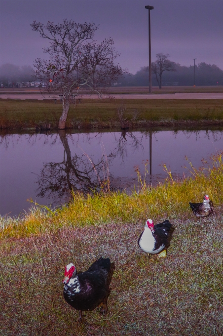 Amanecer árbol patos reflexiones
