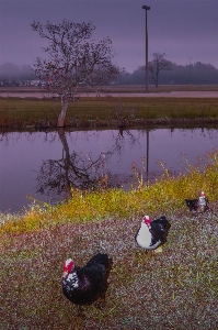 Sunrise tree ducks reflections Photo