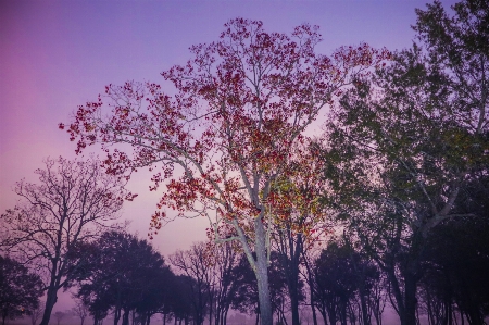 Sunrise trees fog canon xc10 Photo