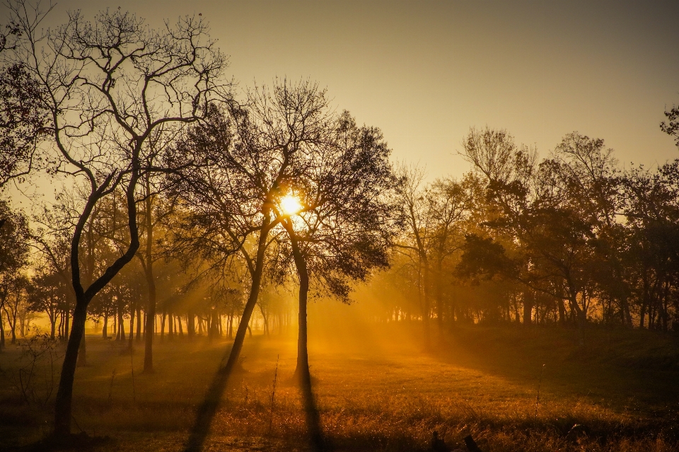 Alba alberi nebbia canone xc10
