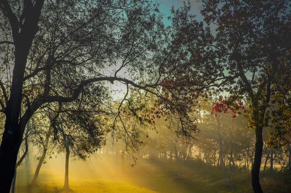 Sunrise trees fog canon xc10