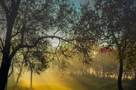 Sunrise trees fog canon xc10 Photo