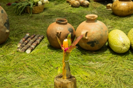 ベース
 草 植物 ひょうたん
 写真