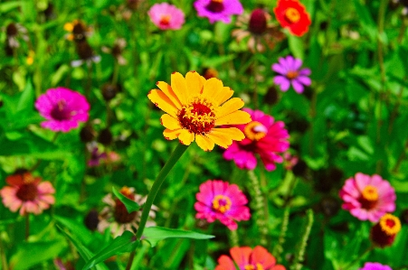 Flowers flower wildflowers field Photo