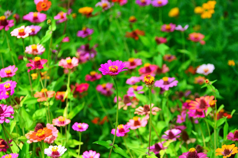 Flowers flower wildflowers field