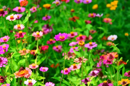 Flowers flower wildflowers field Photo