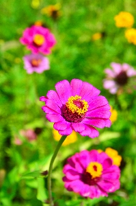 Flowers flower wildflowers field Photo