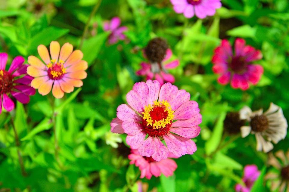 Flowers flower wildflowers field