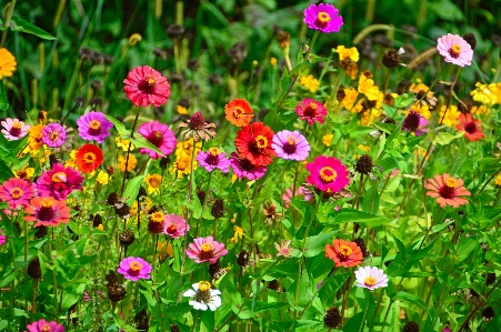 Flowers flower wildflowers field Photo