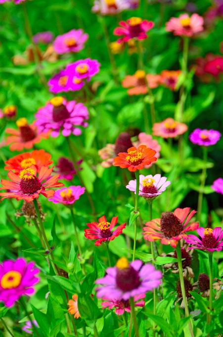 Flowers flower wildflowers field