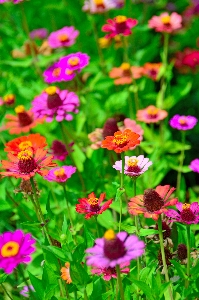 Flowers flower wildflowers field Photo