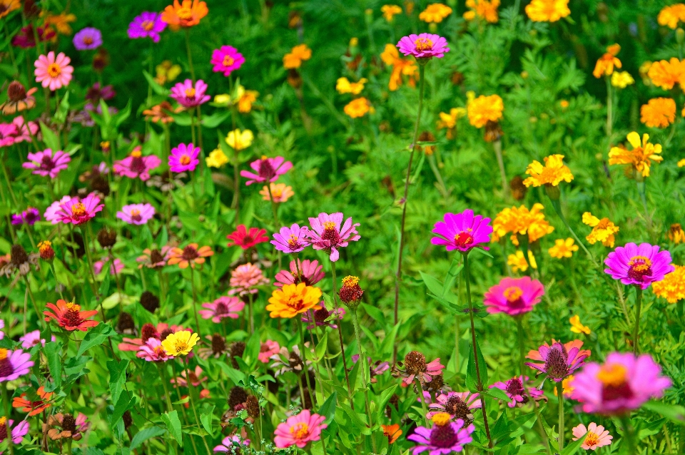 Flowers flower wildflowers field