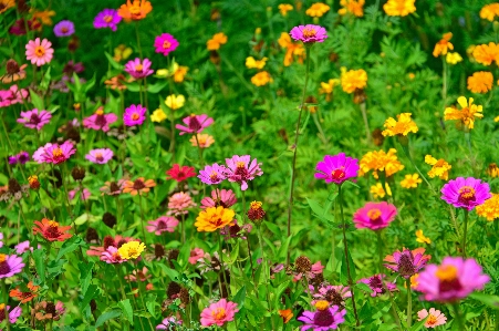 Flowers flower wildflowers field Photo