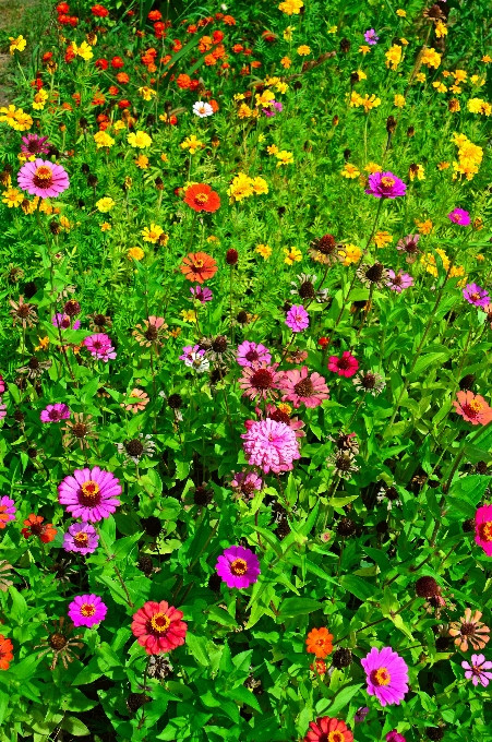 フラワーズ 花 野の花
 分野