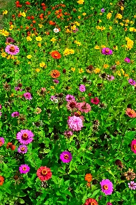 Flowers flower wildflowers field Photo