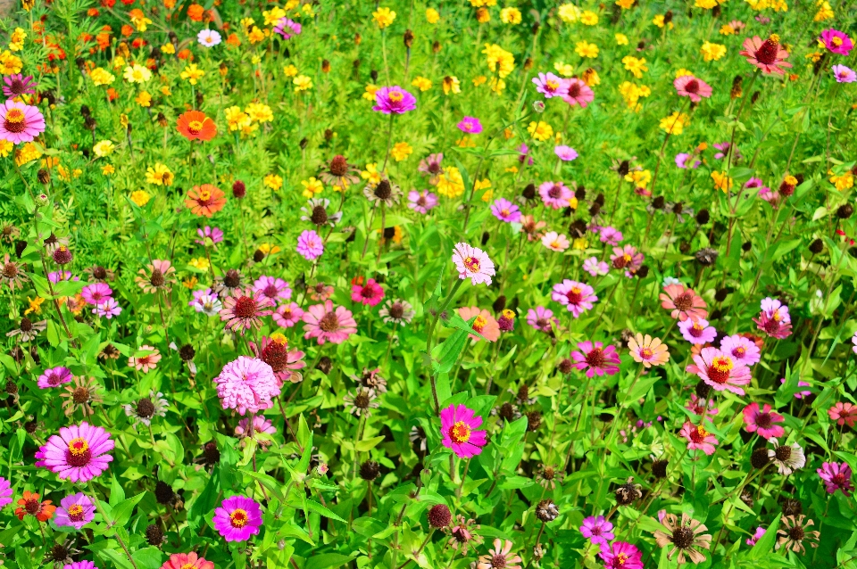 Flowers flower wildflowers field