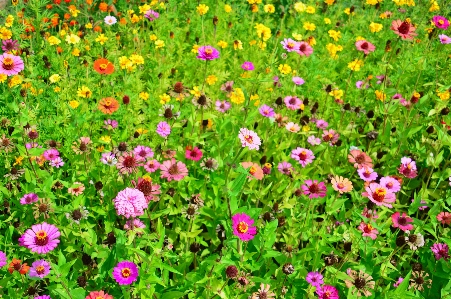 Flowers flower wildflowers field Photo