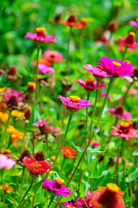 フラワーズ 花 野の花
 分野