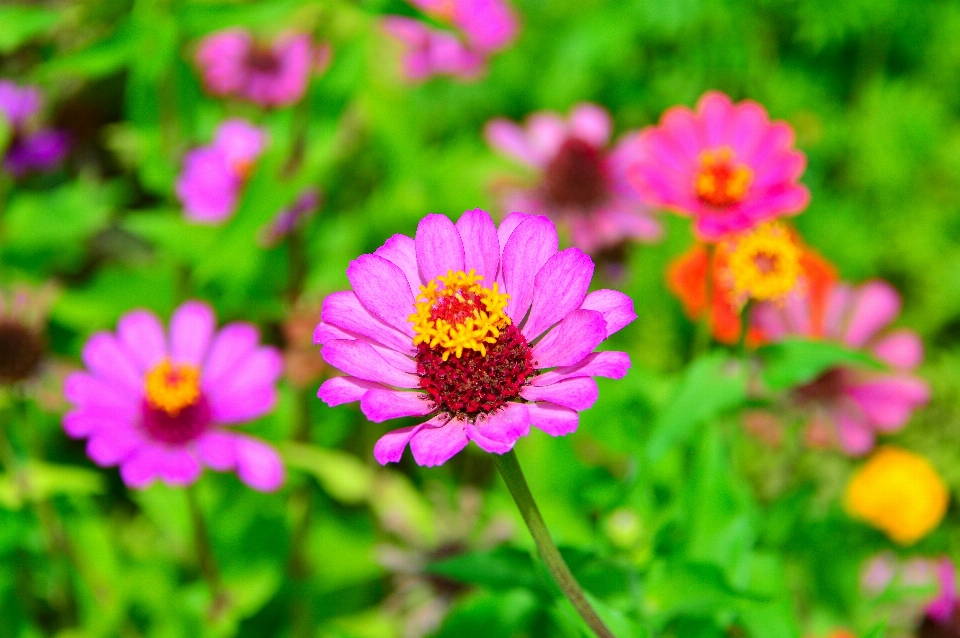 Flowers flower wildflowers field