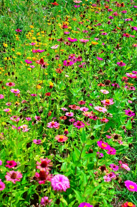 フラワーズ 花 野の花
 分野