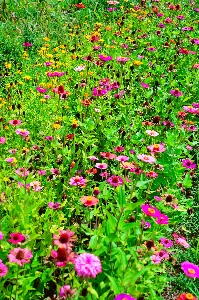 Flowers flower wildflowers field Photo