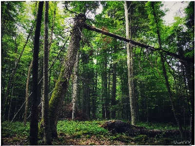 Foto Foresta vegetazione ecosistema
 natura