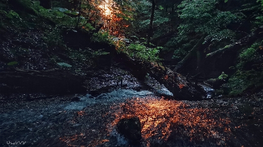 Mountain river nature water tree Photo