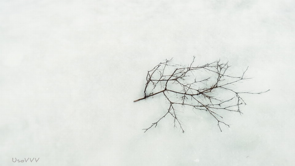 ブランチ 空 小枝 雪