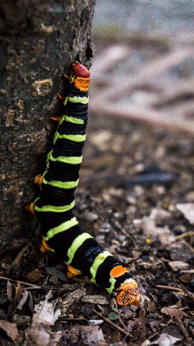 Natura piękny kolor kwiat