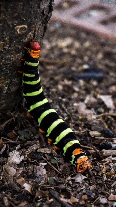 Natura piękny kolor kwiat