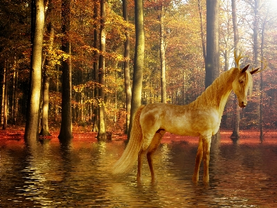 Fantasy horse water design Photo