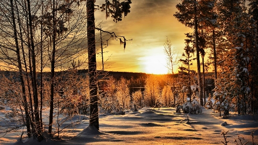 Tree winter nature snow Photo