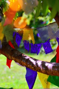 Prayer flags flag culture Photo