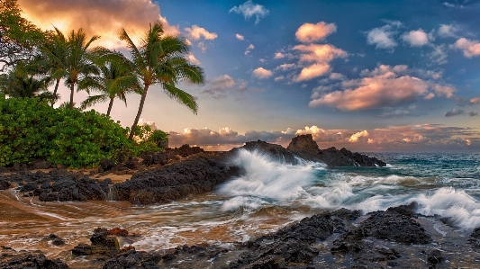 Tree sea nature sky Photo