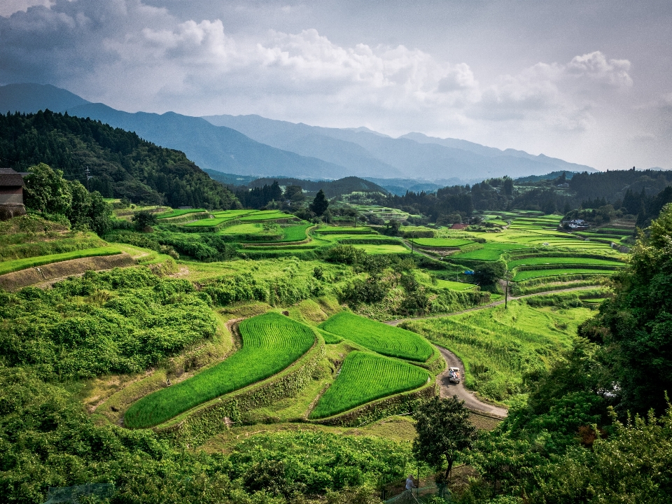 Rice highland nature vegetation