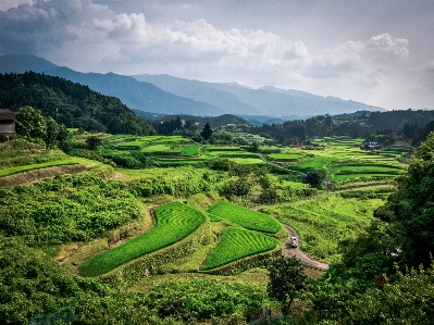 Rice highland nature vegetation Photo