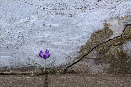 春 花 水 植物 写真