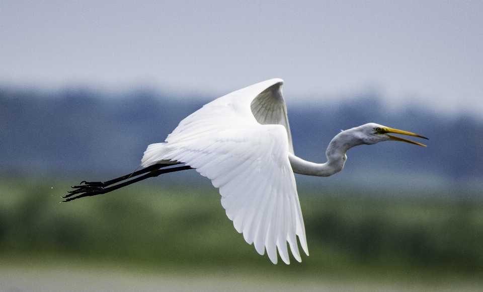 Airone bianco maggiore
 animali selvatici animale